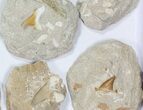 Lot: Large Otodus Shark Teeth In Rock - Pieces #77157-1